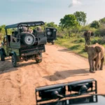 Taxi Services for Ranthambore Safari
